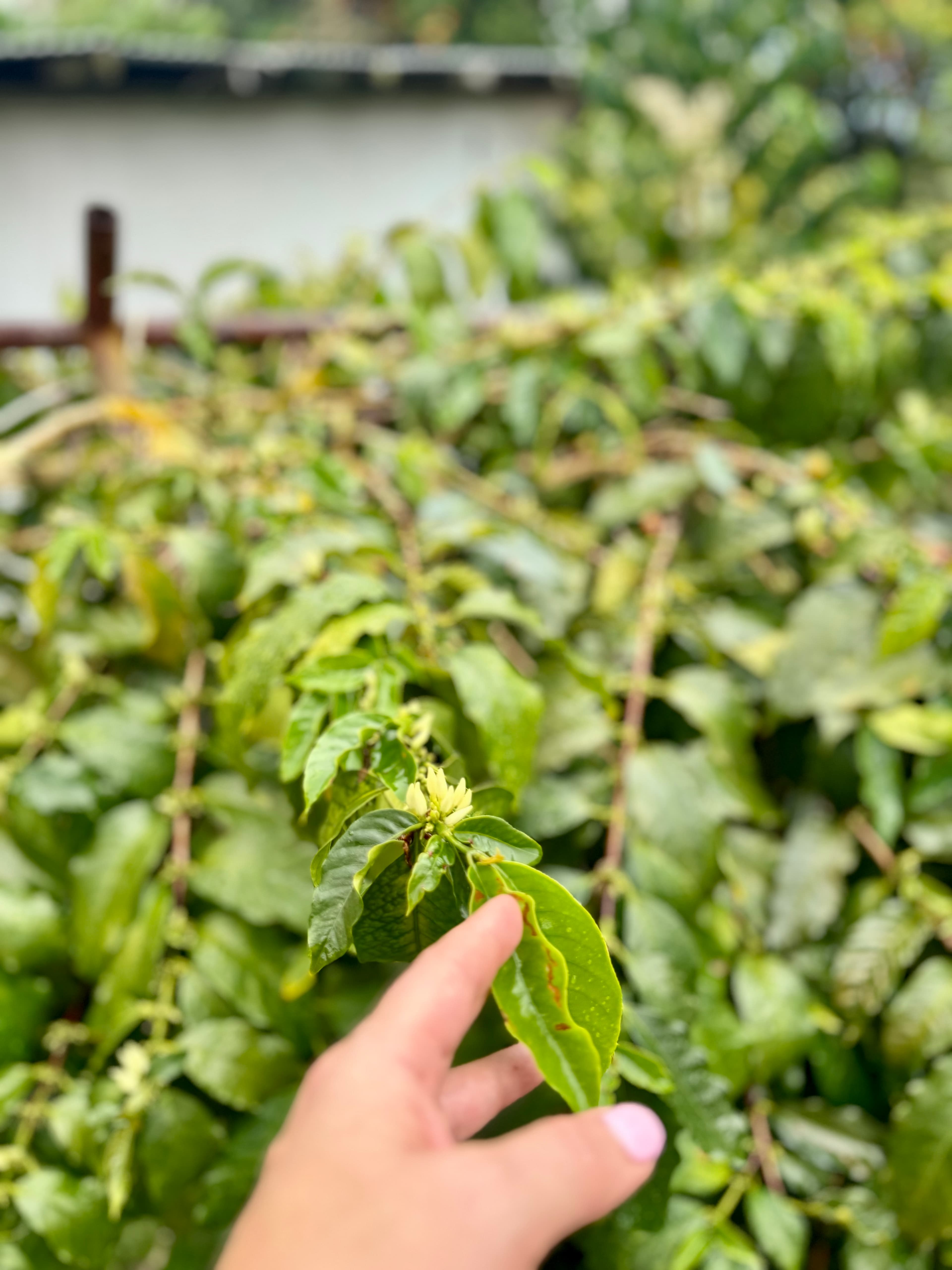 A hand reaching into rows of Kona coffee plants on Hawaiʻi Island.